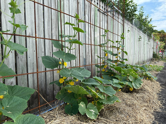 Cucumber