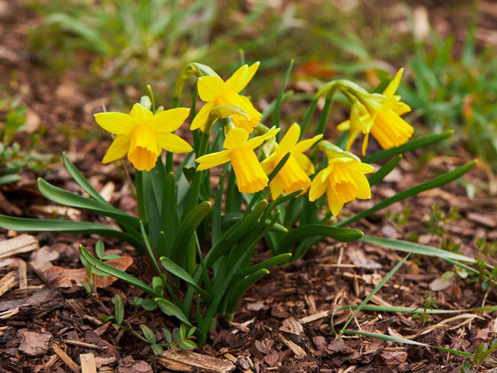 Daffodil