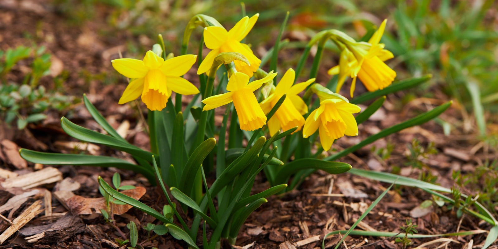 How to Grow Daffodils in Australia