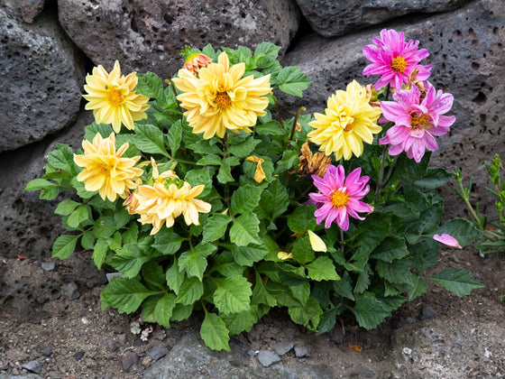 Dahlia