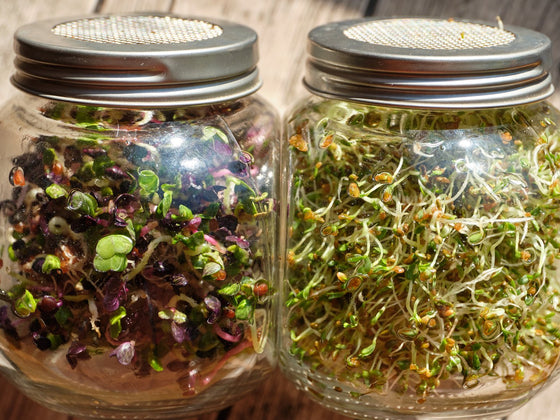 Daikon Radish Sprouts