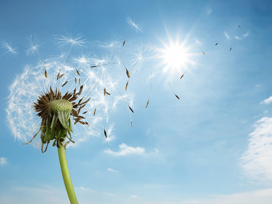 Dandelion