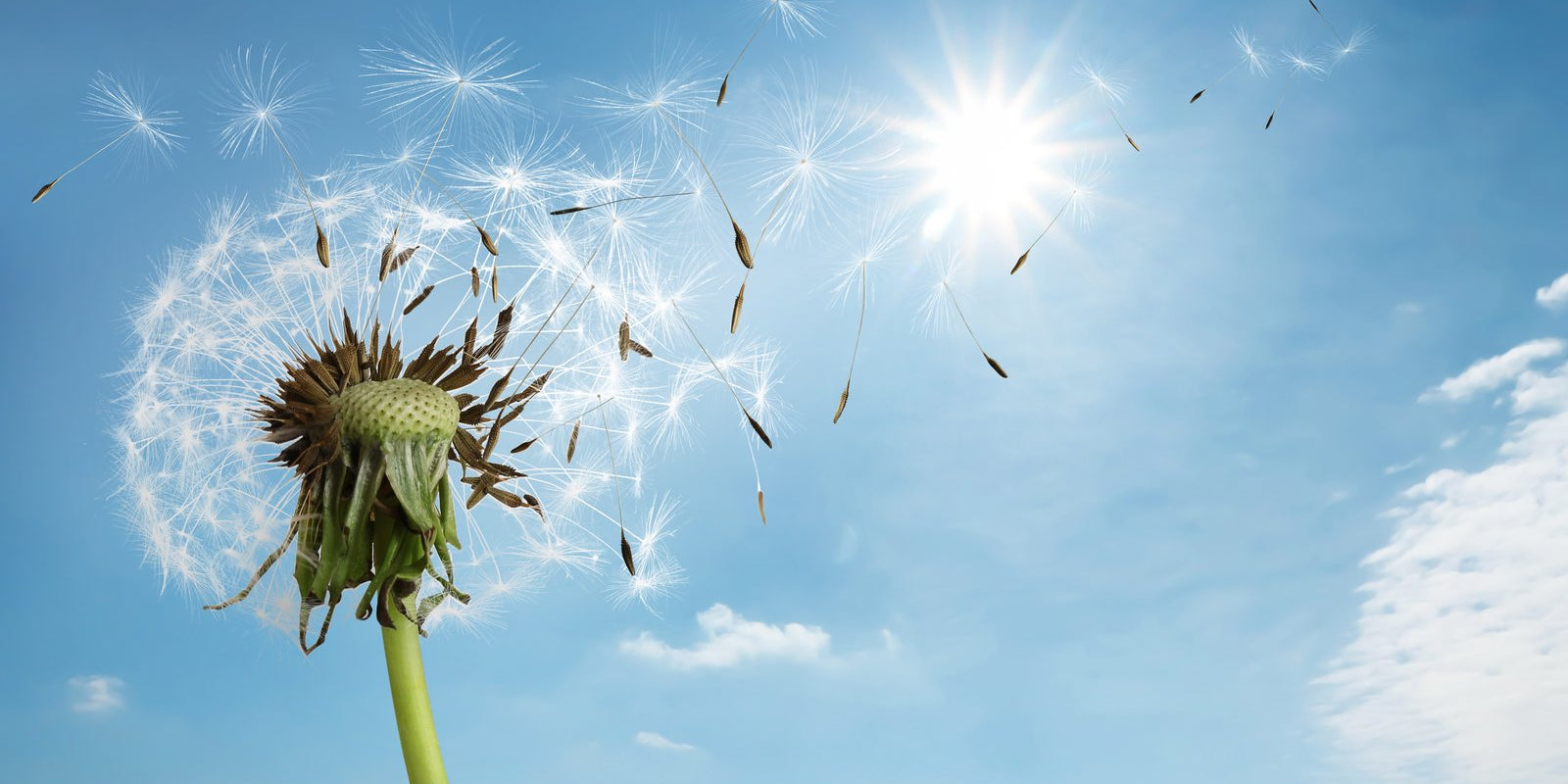 How to Grow Dandelions in Australia