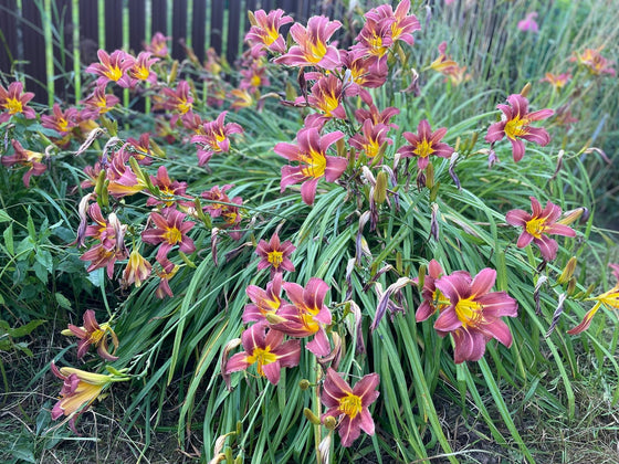 Daylily