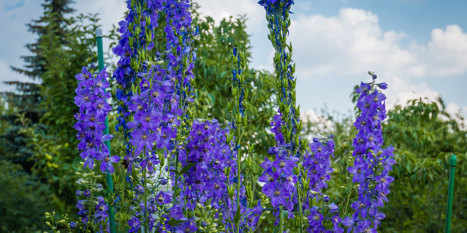 How to Grow Delphiniums in Australia