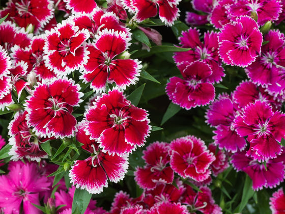 Dianthus