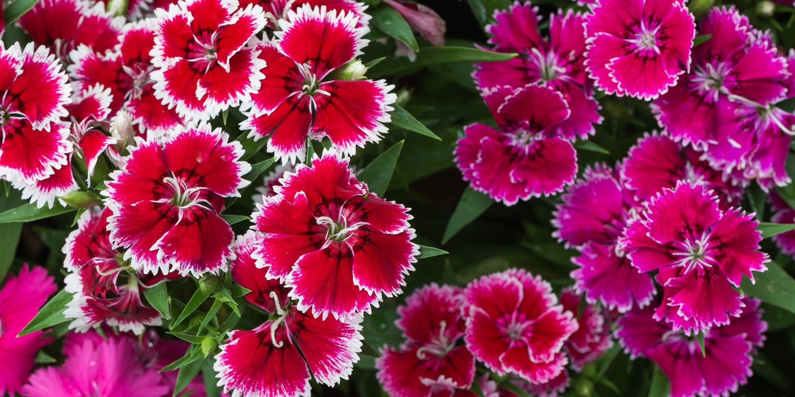 How to Grow Dianthus in Australia