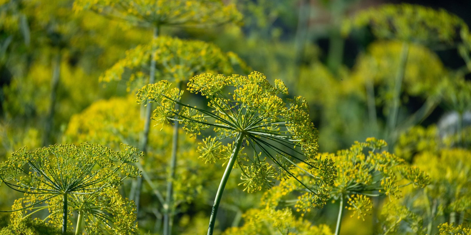 How to Grow Dill in Australia