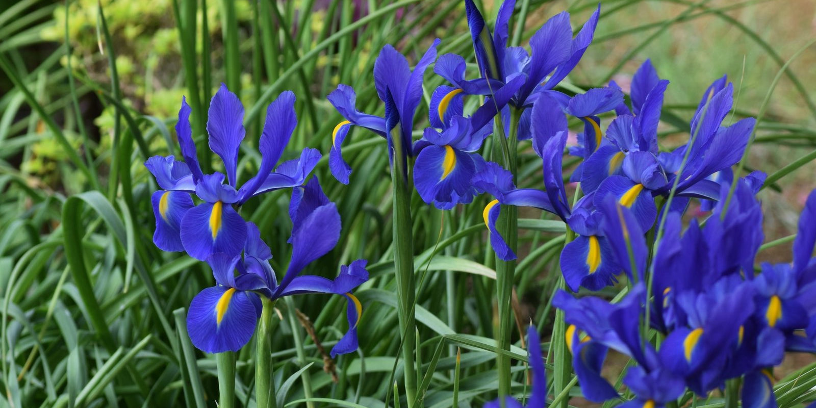 How to Grow Dutch Iris in Australia