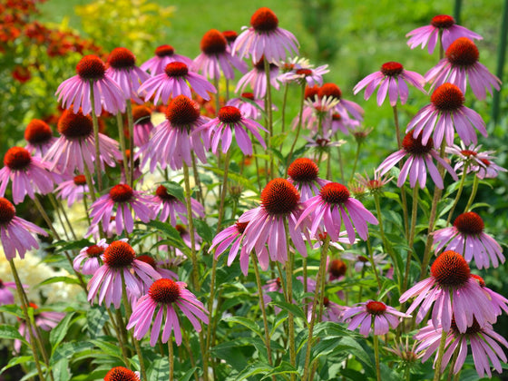 Echinacea