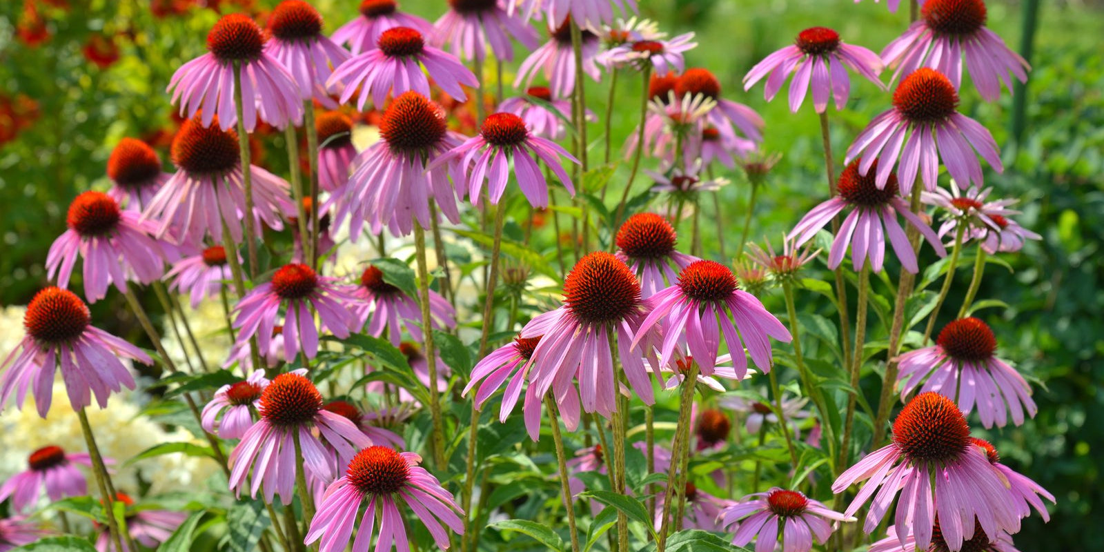 How to Grow Echinacea in Australia