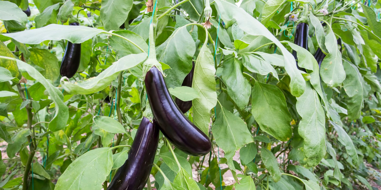 How to Grow Eggplant in Australia
