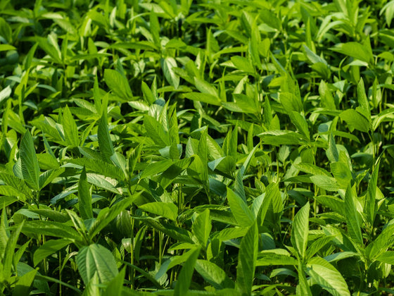 Egyptian Spinach