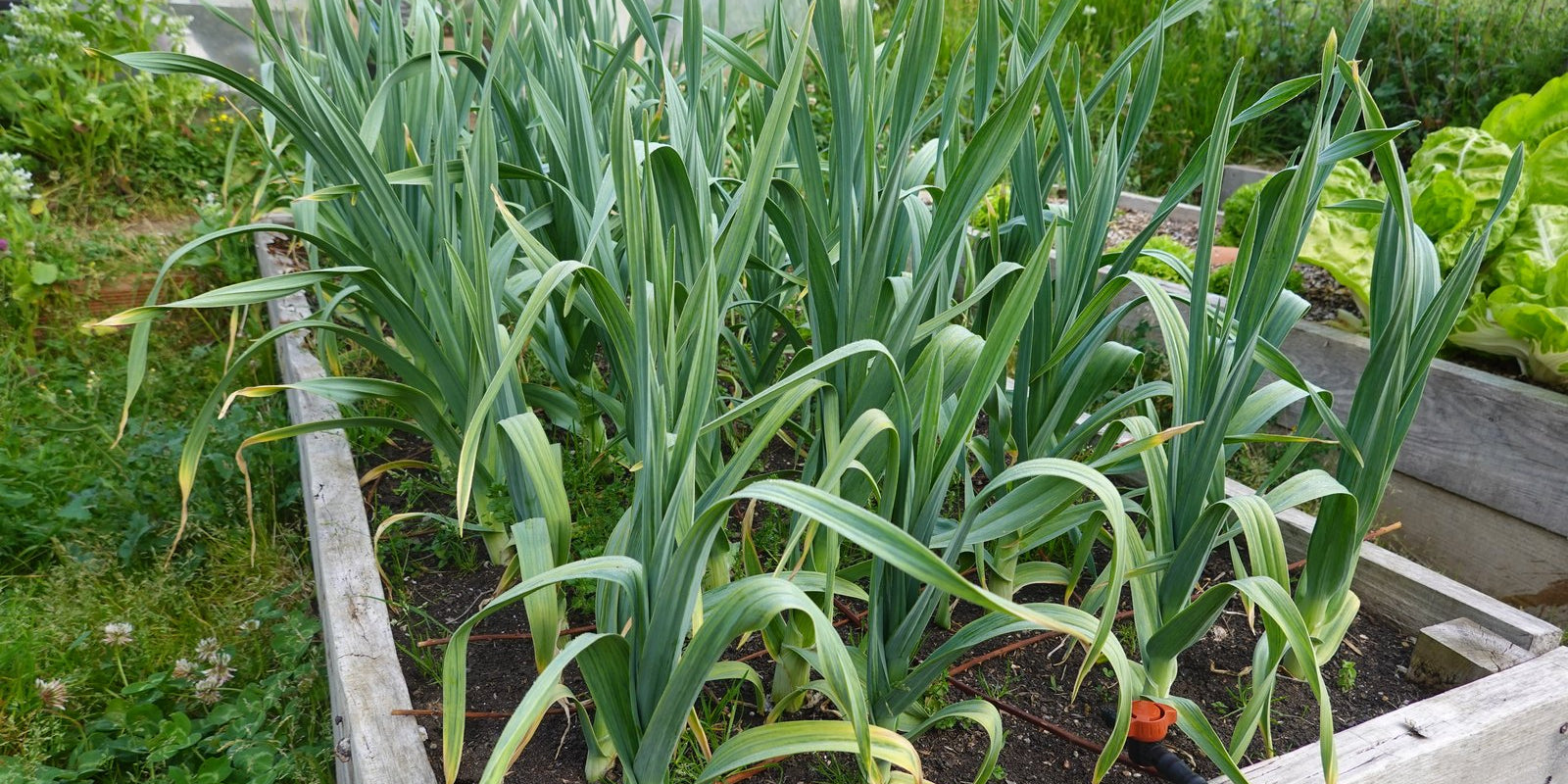 How to Grow Elephant Garlic in Australia