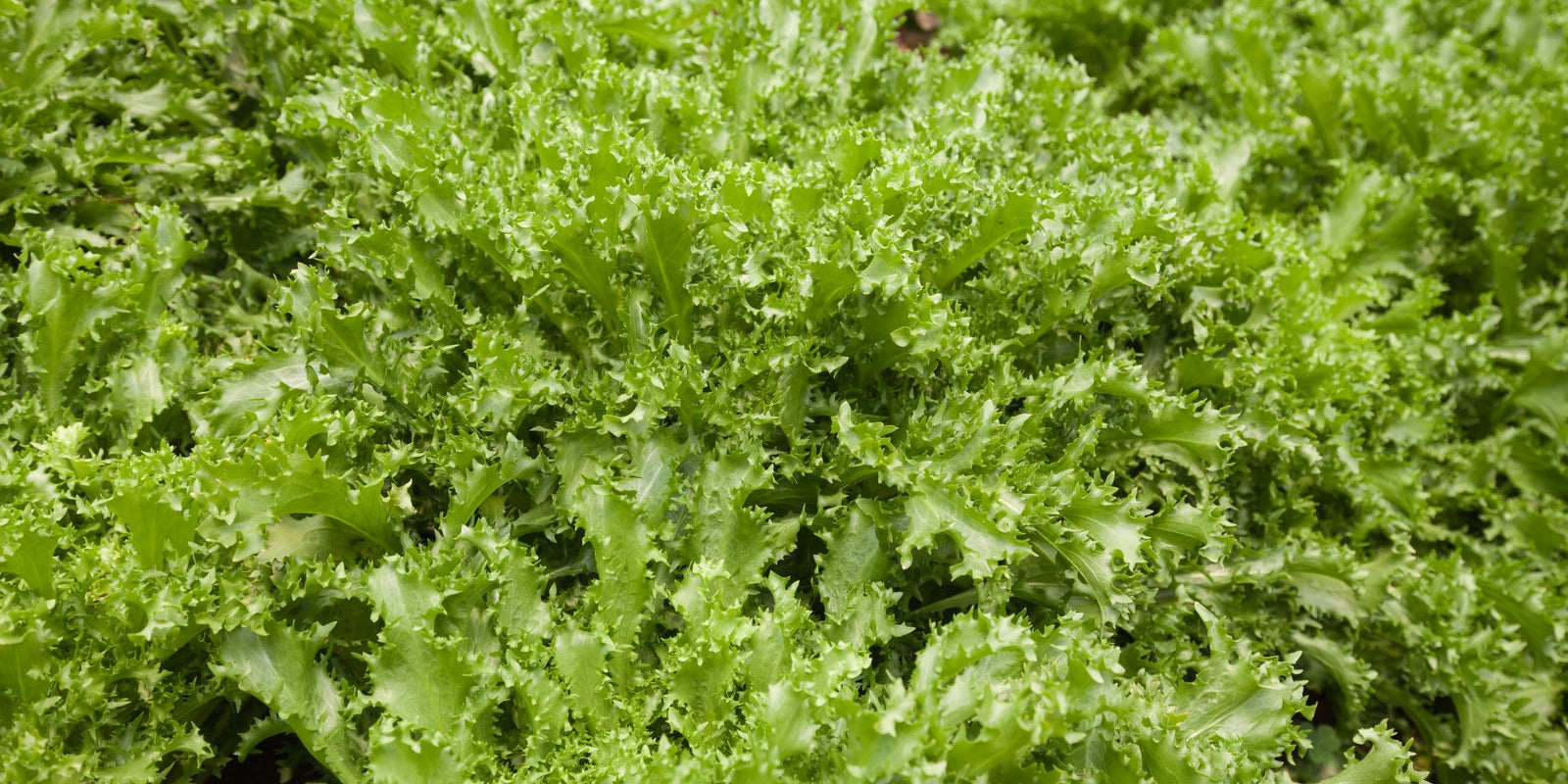 How to Grow Endive in Australia
