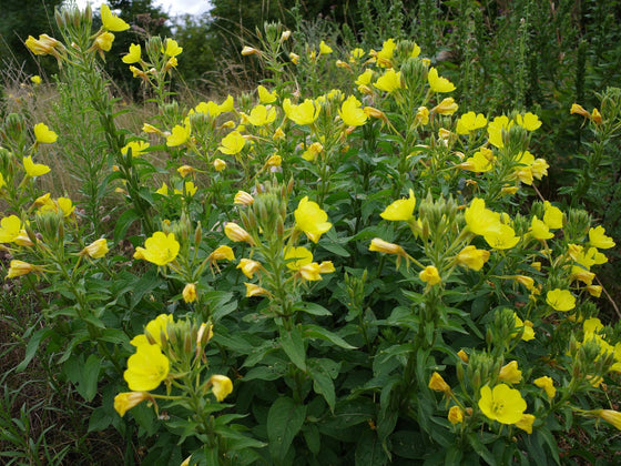 Evening Primrose