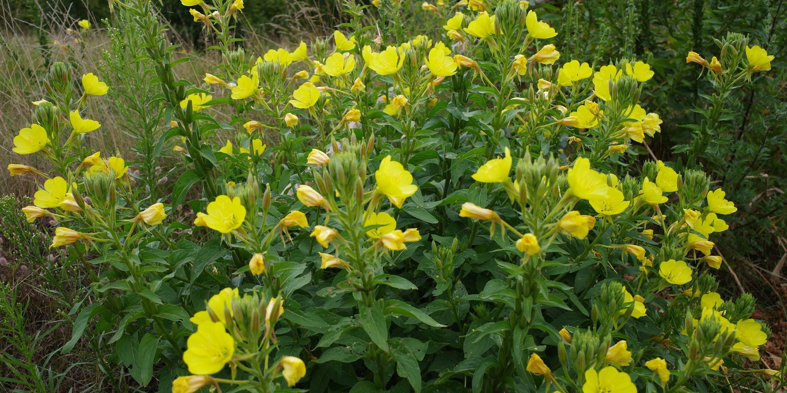 How to Grow Evening Primrose in Australia