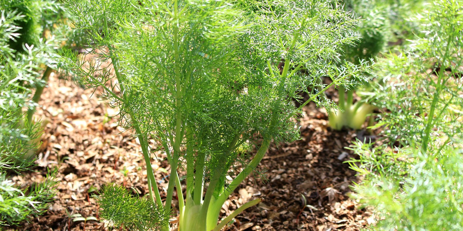 How to Grow Fennel in Australia