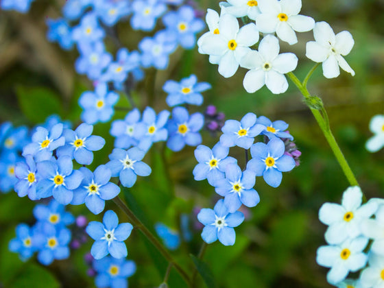 Forget Me Not