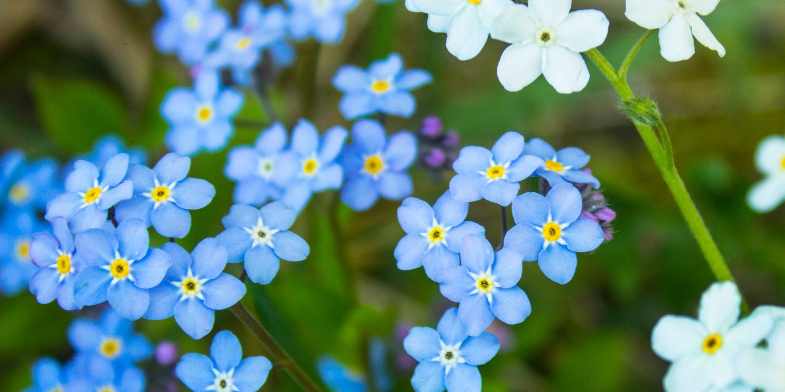 How to Grow Forget Me Nots in Australia