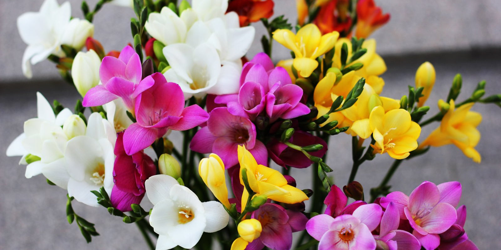 How to Grow Freesias in Australia