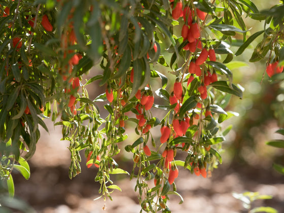 Goji Berry