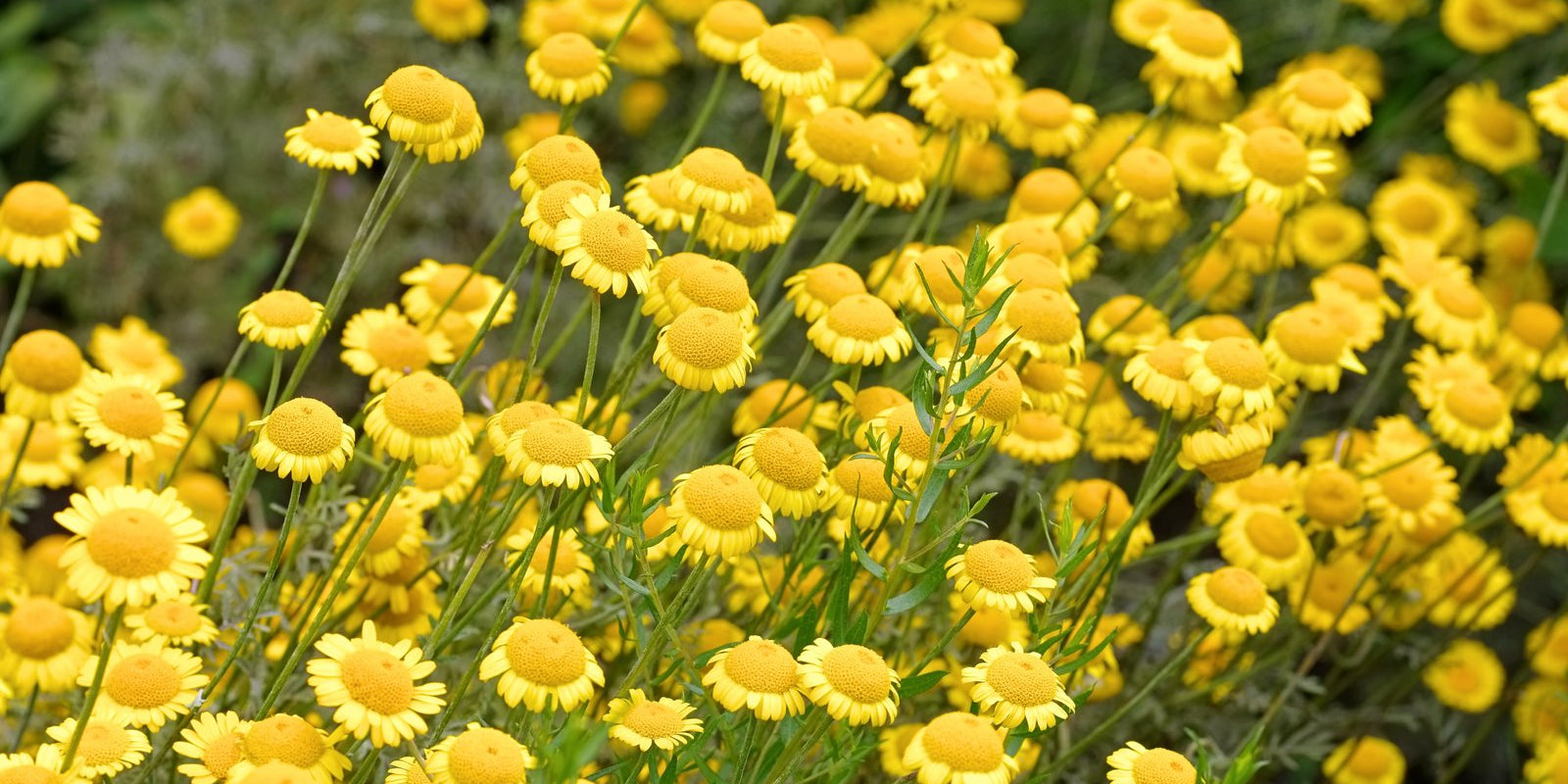 How to Grow Golden Chamomile in Australia
