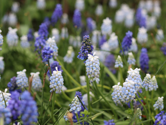 Grape Hyacinth