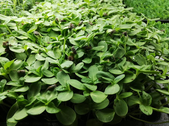 Grey Sunflower Shoots