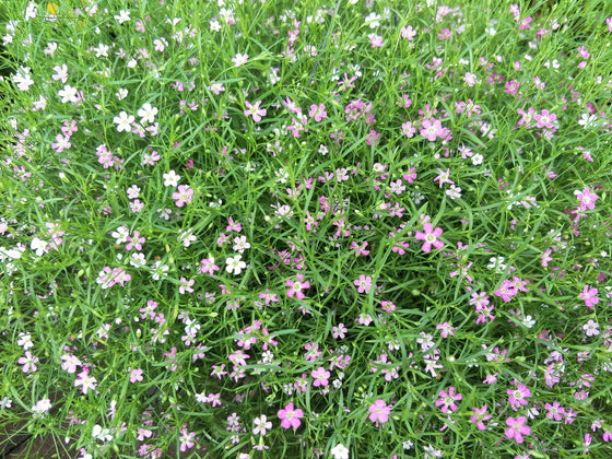 Gypsophila