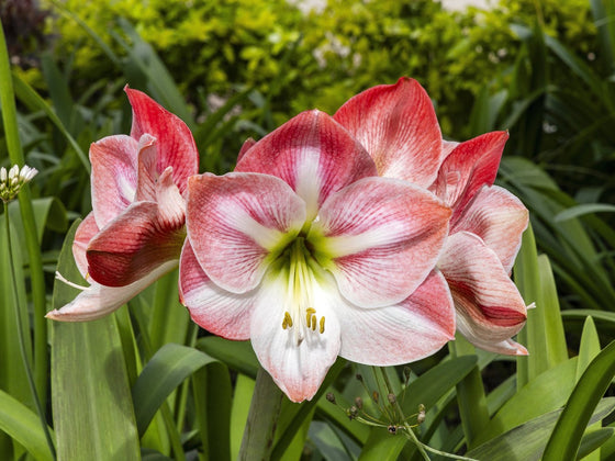 Hippeastrum