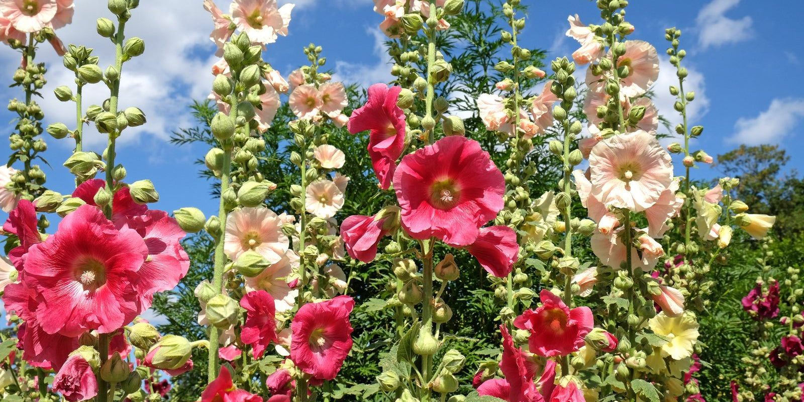 How to Grow Hollyhocks in Australia