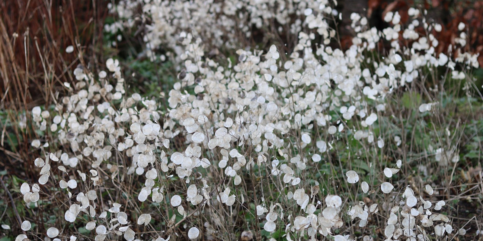 How to Grow Honesty in Australia