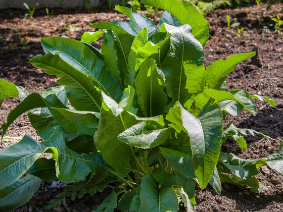 Horseradish
