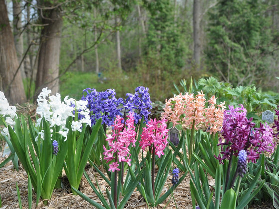 Hyacinth