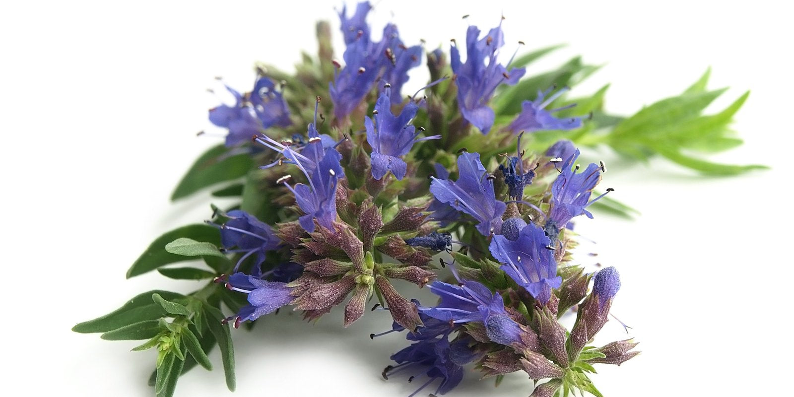 How to Grow Hyssop in Australia