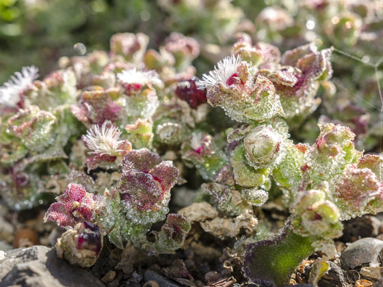 Ice Plant