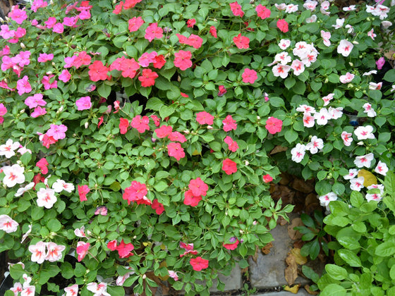 Impatiens