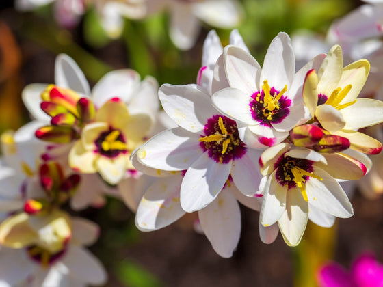 Ixia
