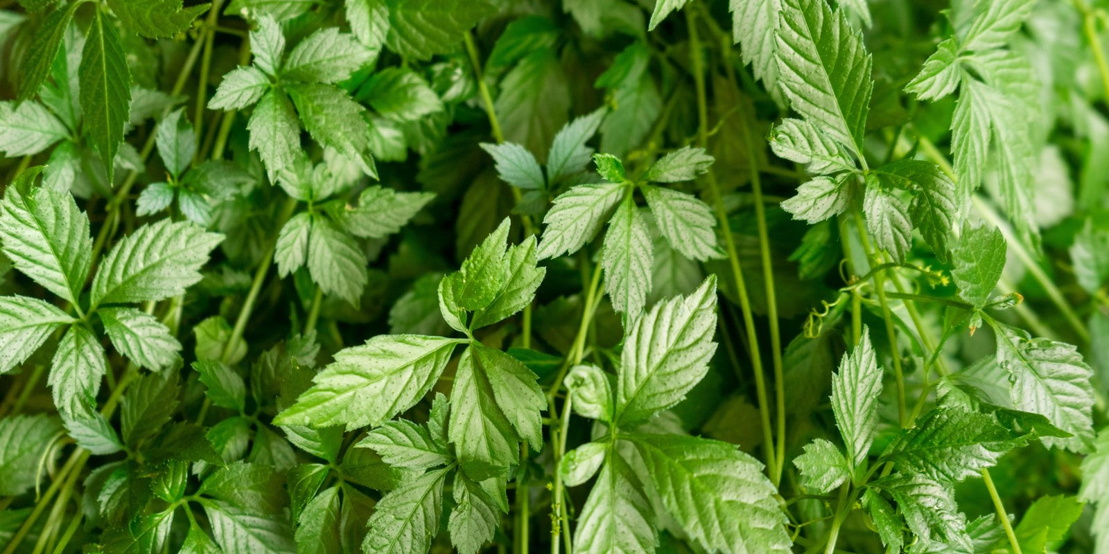 How to Grow Jiaogulan in Australia