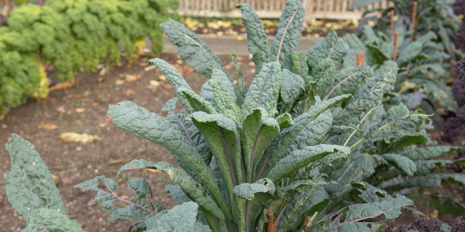 How to Grow Kale in Australia