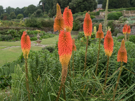 Kniphofia