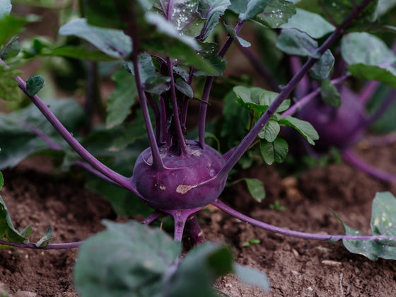 Kohl Rabi