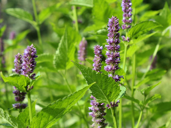 Korean Mint