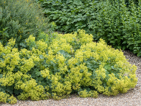 Lady's Mantle