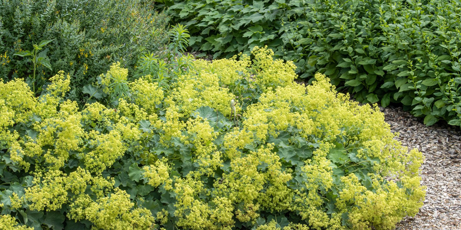 How to Grow Lady's Mantle in Australia