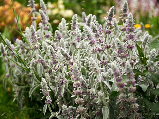 Lamb's Ear