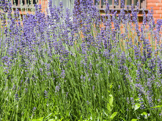 Lavender