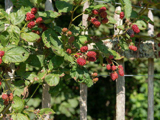 Lawtonberry