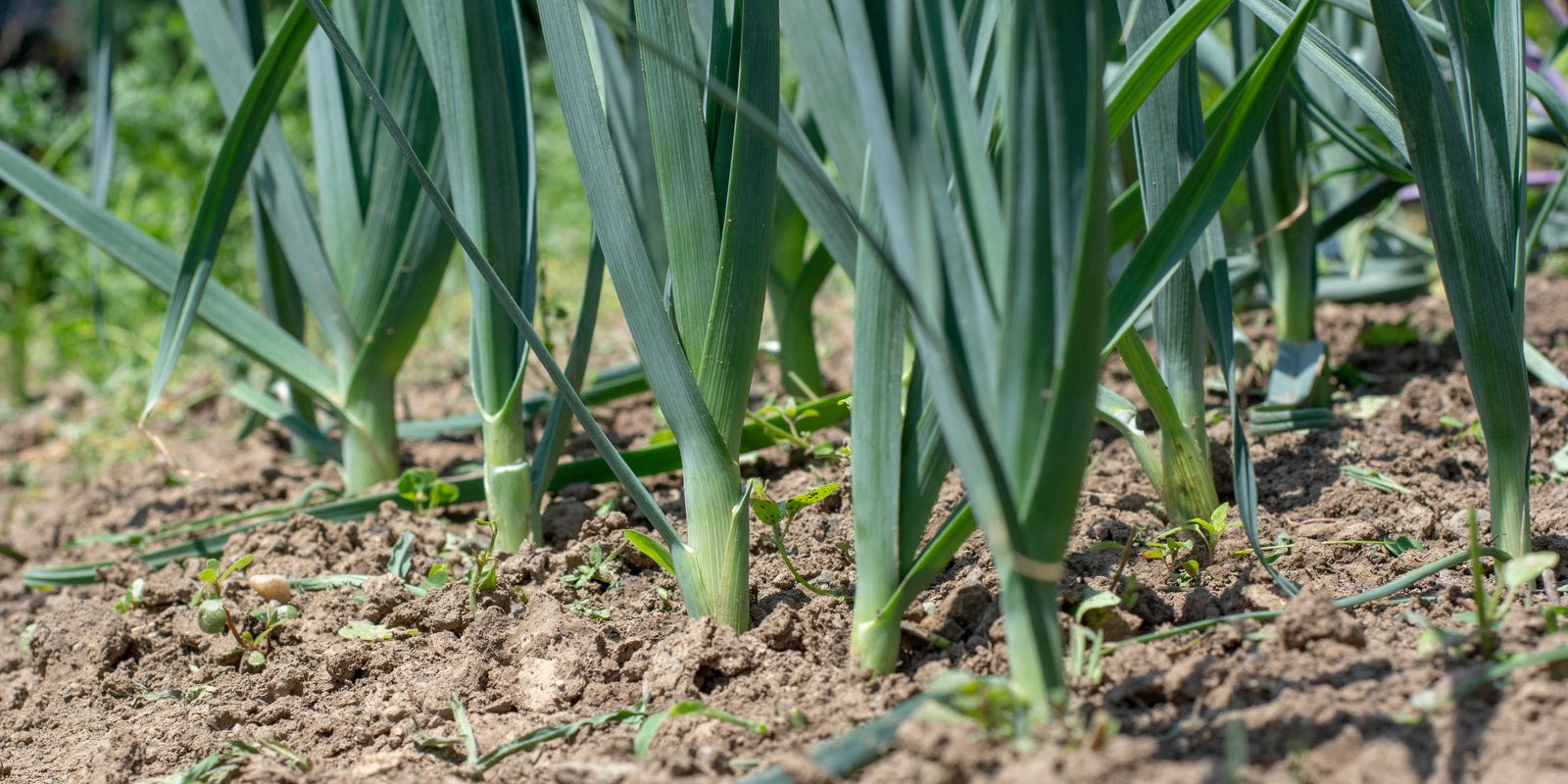 How to Grow Leeks in Australia